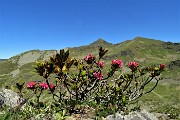 18 Il Monte Toro visto tra rododendri rossi (Rhododendron ferrugineum)